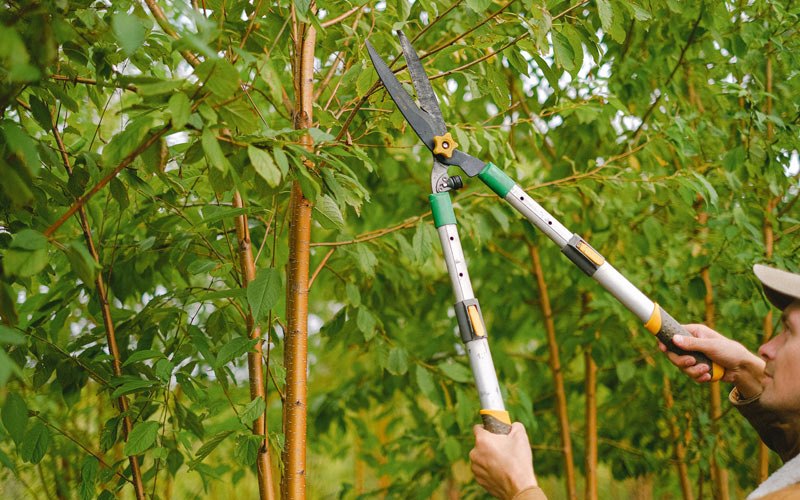 Tree trimming in Bondurant, WY